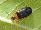  Conopalpus brevicollis Kraatz, 1855