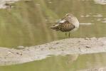 Bécasseau tacheté, Bécasseau à poitrine cendrée Calidris melanotos (Vieillot, 1819)
