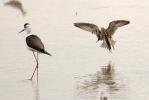 Bécasseau tacheté, Bécasseau à poitrine cendrée Calidris melanotos (Vieillot, 1819)