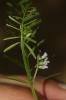 Ervilier Ervilia sativa Link, 1822