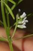 Ervilier Ervilia sativa Link, 1822