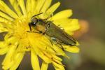 Bupreste hongrois Anthaxia hungarica (Scopoli, 1772)