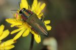 Bupreste hongrois Anthaxia hungarica (Scopoli, 1772)