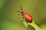 Criocère du Lys Lilioceris lilii (Scopoli, 1763)
