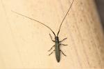  Calamobius filum (Rossi, 1790)