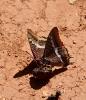 Nymphale de l'Arbousier (La), Jason (Le), Pacha à  Charaxes jasius (Linnaeus, 1767)