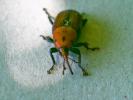  Rhynchophorus ferrugineus (Olivier, 1791)