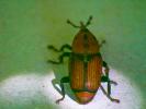  Rhynchophorus ferrugineus (Olivier, 1791)