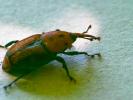  Rhynchophorus ferrugineus (Olivier, 1791)