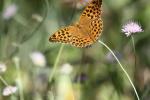 Tabac d'Espagne (Le), Nacré vert (Le), Barre argen Argynnis paphia (Linnaeus, 1758)