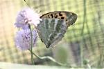 Tabac d'Espagne (Le), Nacré vert (Le), Barre argen Argynnis paphia (Linnaeus, 1758)