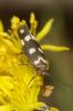  Scythris scopolella (Linnaeus, 1767)