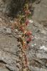 Sceau de Notre Dame Dioscorea communis (L.) Caddick & Wilkin, 2002