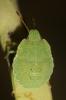 Punaise verte Palomena prasina (Linnaeus, 1760)