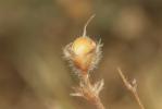 Liseron des monts Cantabriques, Herbe de Biscaye Convolvulus cantabrica L., 1753