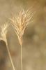 Brome rouge Anisantha rubens (L.) Nevski, 1934