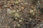 Immortelle des dunes, Immortelle jaune Helichrysum stoechas (L.) Moench, 1794