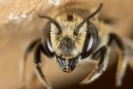  Megachile pilidens Alfken, 1924