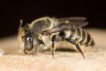  Megachile pilidens Alfken, 1924