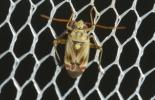  Polymerus vulneratus (Panzer, 1806)