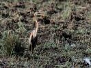 Héron pourpré Ardea purpurea Linnaeus, 1766
