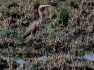 Héron pourpré Ardea purpurea Linnaeus, 1766