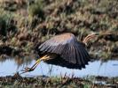 Héron pourpré Ardea purpurea Linnaeus, 1766