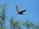 Héron bihoreau, Bihoreau gris Nycticorax nycticorax (Linnaeus, 1758)