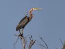 Héron pourpré Ardea purpurea Linnaeus, 1766