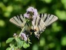 Flambé (Le) Iphiclides podalirius (Linnaeus, 1758)