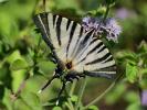 Flambé (Le) Iphiclides podalirius (Linnaeus, 1758)