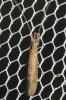 Oecetis notata (Rambur, 1842)