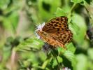 Tabac d'Espagne (Le), Nacré vert (Le), Barre argen Argynnis paphia (Linnaeus, 1758)