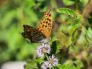Tabac d'Espagne (Le), Nacré vert (Le), Barre argen Argynnis paphia (Linnaeus, 1758)