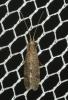  Ecnomus tenellus (Rambur, 1842)