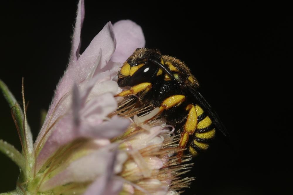  Stelis annulata (Lepeletier, 1841)