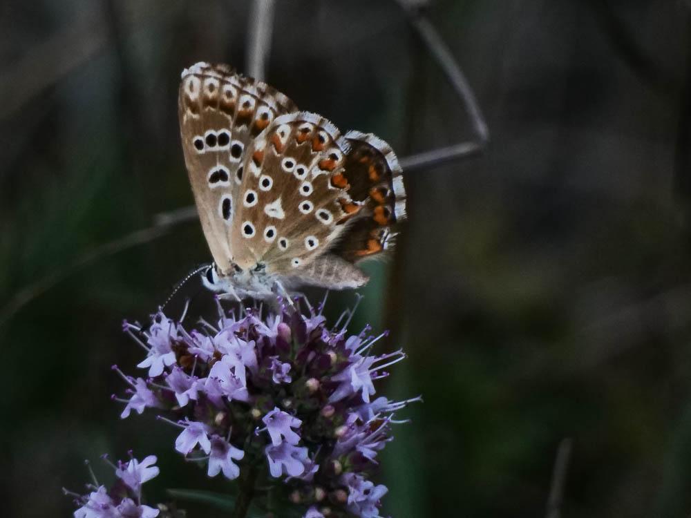 Bleu-nacré d'Espagne (Le) Lysandra hispana (Herrich-Schäffer, 1852)