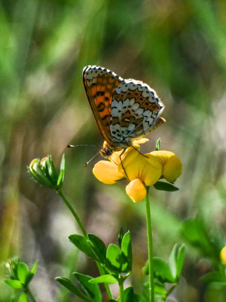 Mélitée du Plantain (La), Déesse à ceinturons (La) Melitaea cinxia (Linnaeus, 1758)