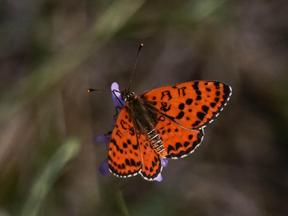 Mélitée orangée (La), Damier orangé (Le), Diane (L Melitaea didyma (Esper, 1778)