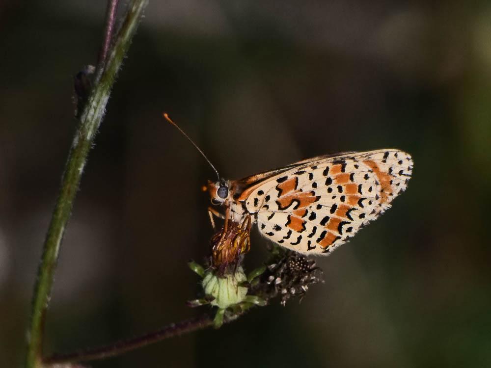 Mélitée orangée (La), Damier orangé (Le), Diane (L Melitaea didyma (Esper, 1778)