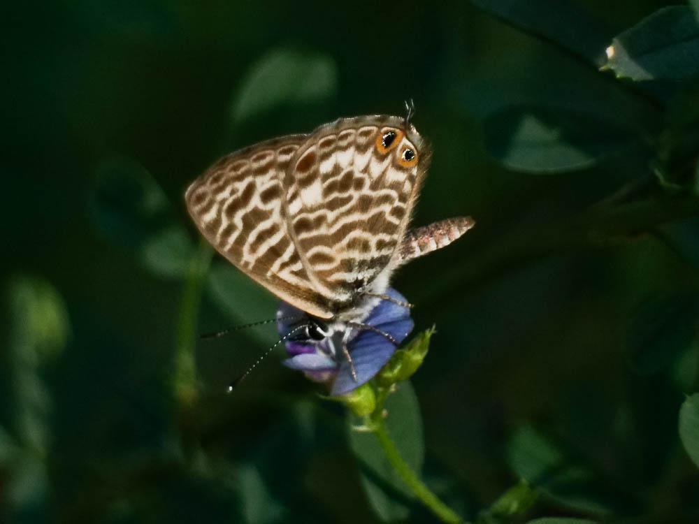 Azuré de la Luzerne (L'), Azuré de Lang (L'), Argu Leptotes pirithous (Linnaeus, 1767)