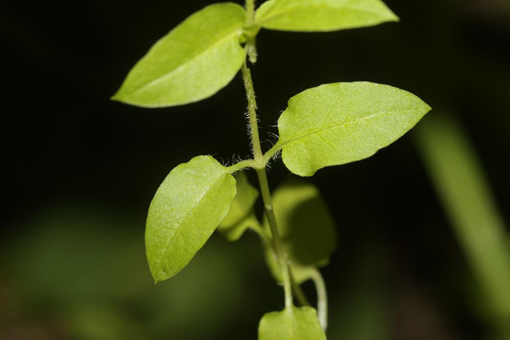 Stellaire aquatique, Céraiste d'eau Myosoton aquaticum (L.) Moench, 1794