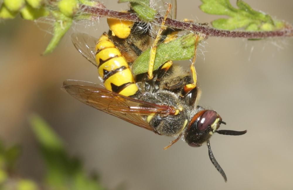 Philanthus triangulum (Fabricius, 1775)