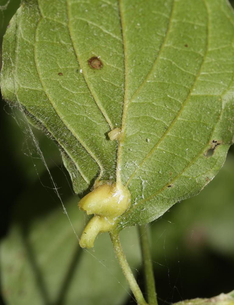 Craneiobia corni (Giraud, 1863)