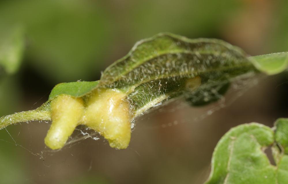 Craneiobia corni (Giraud, 1863)