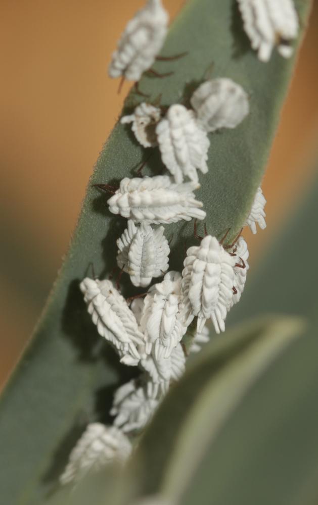 Orthezia urticae (Linnaeus, 1758)