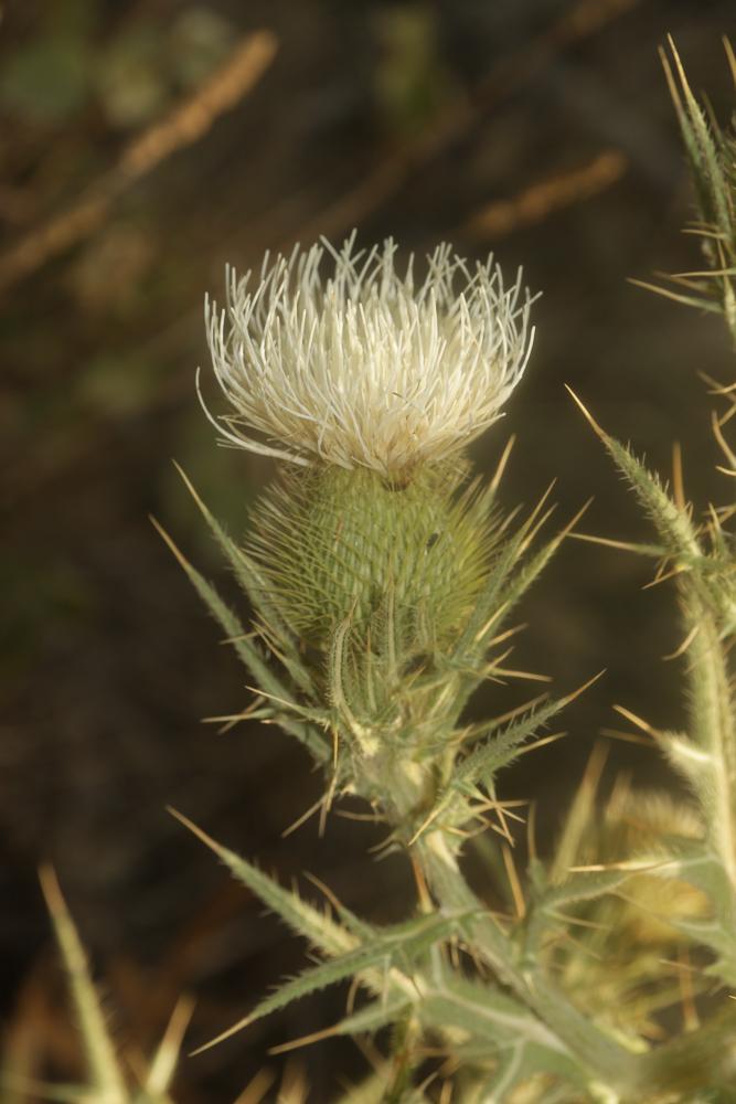 Cirse commun, Cirse à feuilles lancéolées, Cirse l Cirsium vulgare (Savi) Ten., 1838