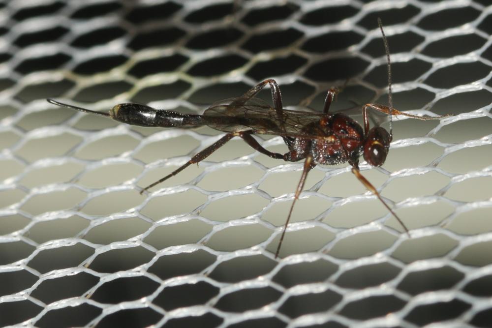 Ichneumon à corselet tacheté de rouge en devant Anomalon cruentatum (Geoffroy, 1785)