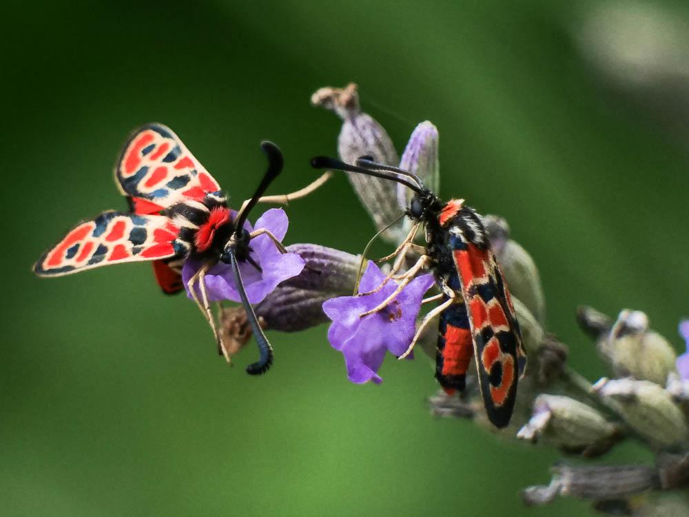 Zygène de la Petite coronille (La) Zygaena fausta (Linnaeus, 1767)
