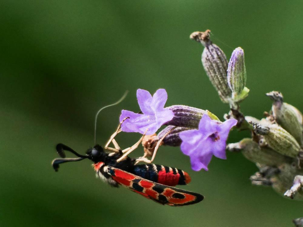 Zygène de la Petite coronille (La) Zygaena fausta (Linnaeus, 1767)